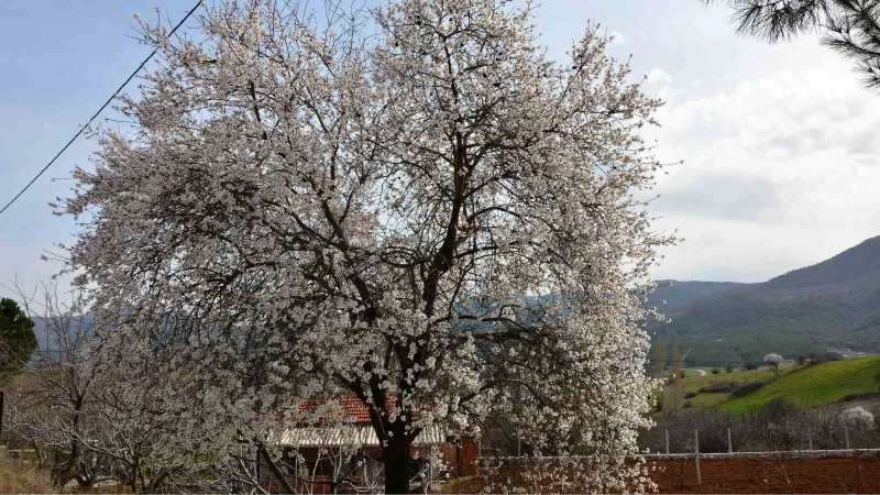 Balıkesir’de ağaçlar erken çiçek açtı