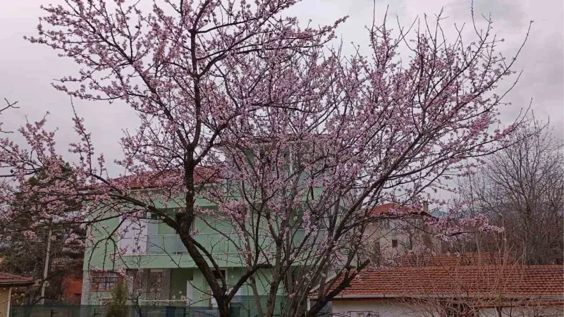 Karabük’te badem ağaçları çiçek açtı