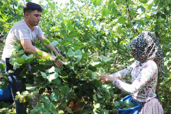 Ordu'da erken fındık hasadı