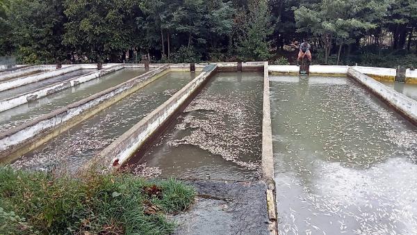 Kahramanmaraş'ta, selin vurduğu tesiste binlerce alabalık öldü