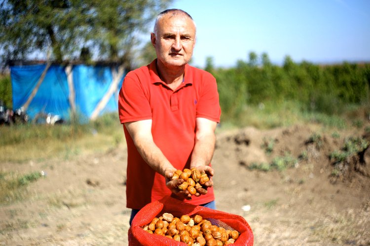 Bursa Yenişehir'de ceviz yetiştiricilerinde buruk sevinç