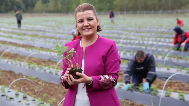 Kocaeli İzmit'te 'Çilek Köy' hamlesi