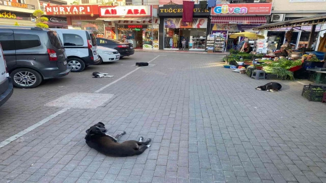 260 yıllık pazardaki bakımsızlık satıcıları bezdirdi