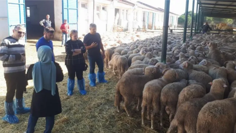 Manisa'da 500 damızlık koç desteği hazırlığı