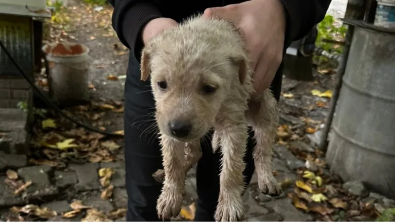 Dereye düşen yavru köpeği Kocaeli İtfaiyesi kurtardı