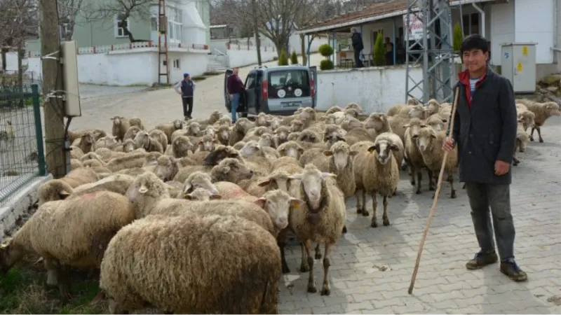 Keşan ve çevresinde yabancı çobanlar revaçta!