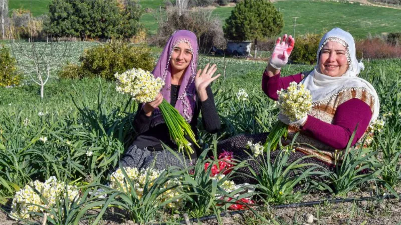 Büyükşehir’den Nergis Şenliği