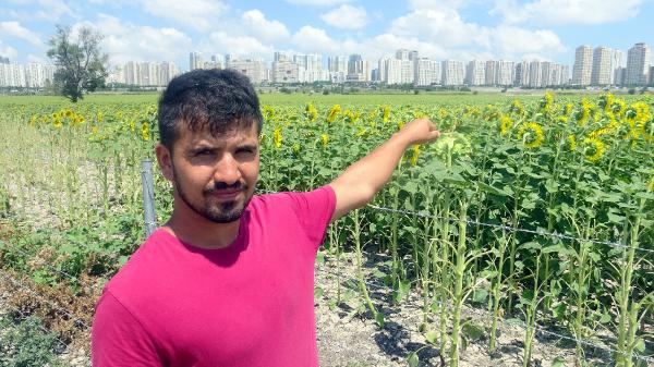 İstanbul'un iki yüzü; bir yanda gökdelenler, bir yanda uçsuz bucaksız ayçiçeği tarlaları