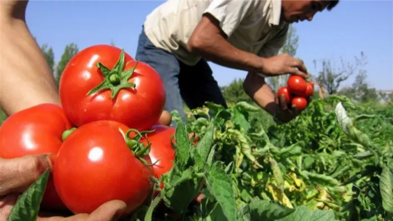 Yasak kaldırıldı, domateste ihracat yolu açıldı!