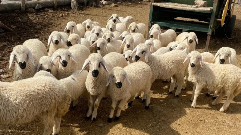 Kayseri'de meralar şenlendi