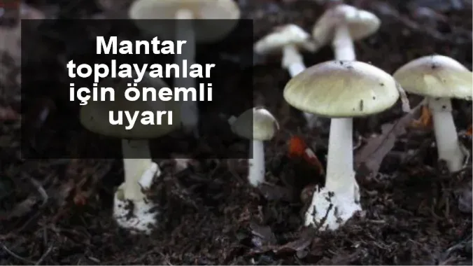 Mantar toplayanlar için önemli uyarı