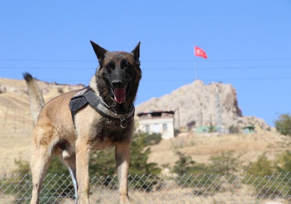 Jandarmanın gözü kulağı 'keskin burunlar' suçlulara göz açtırmıyor