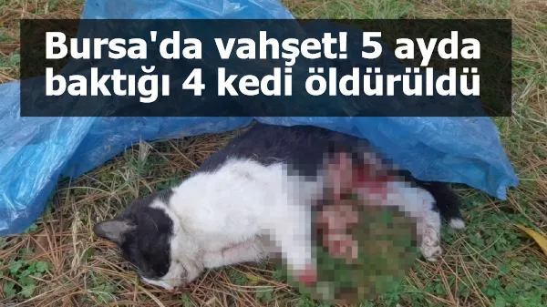 Bursa'da vahşet! 5 ayda baktığı 4 kedi öldürüldü