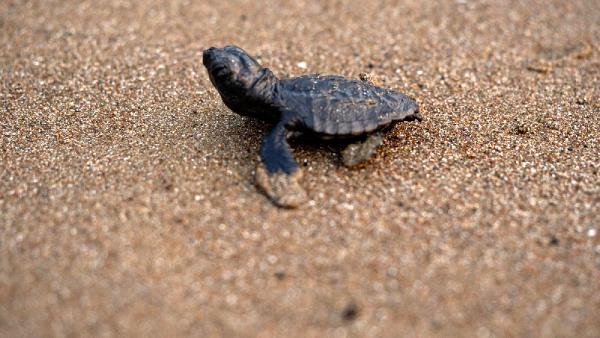 İlk caretta caretta yavrusu, İztuzu'nda yuvadan çıktı