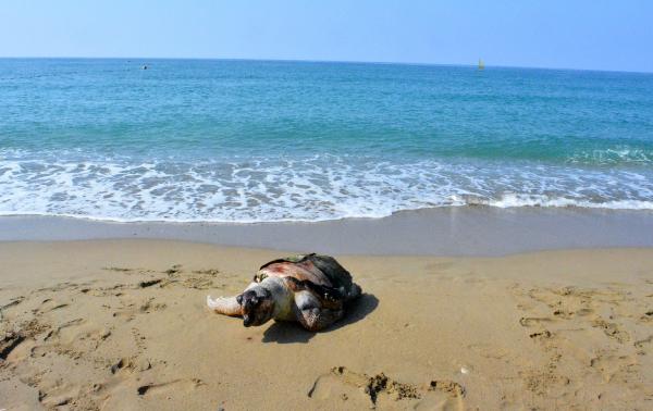 Antalya'da 2 ölü deniz kaplumbağası sahile vurdu