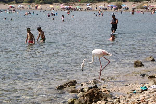 Phaselis Antik Kenti'nde flamingo sürprizi