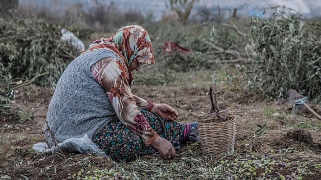 350 bin kişi ölmez ağaç için imza verdi: Zeytinime Dokunma