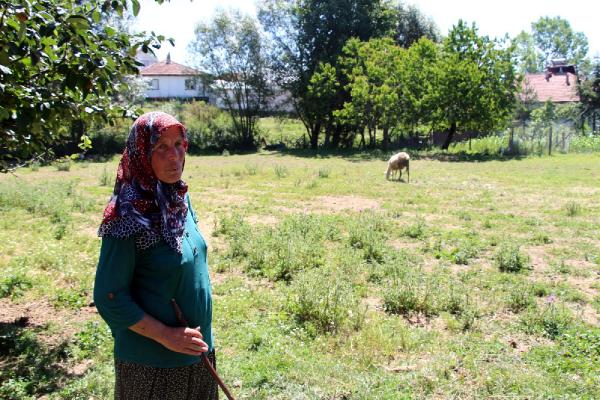 Bolu'da köpek saldırısında 2 koyun öldü, 6'sı yaralandı