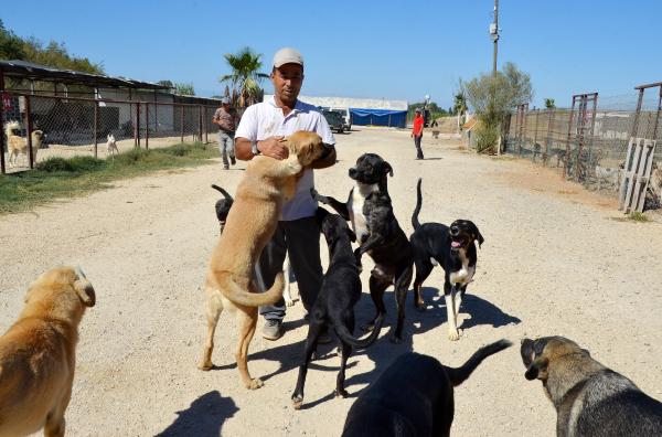 Arazi kiralayıp, barınak kurdu; 170 sokak köpeğine bakıyor