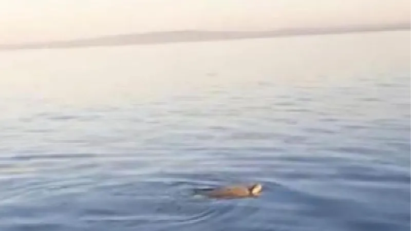 Çanakkale'de boğazda görülen caretta caretta, Marmara için umut oldu