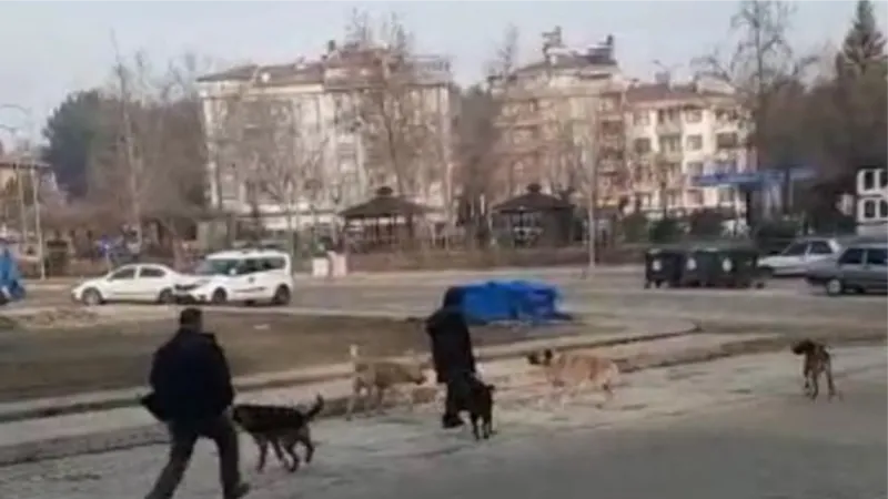 Sokak köpeklerinin kız öğrencinin etrafını sardığı anlar kamerada