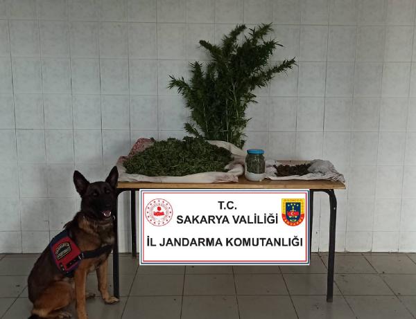 Jandarma baskın yaptı, tavan arasından 11 kilo esrar çıktı