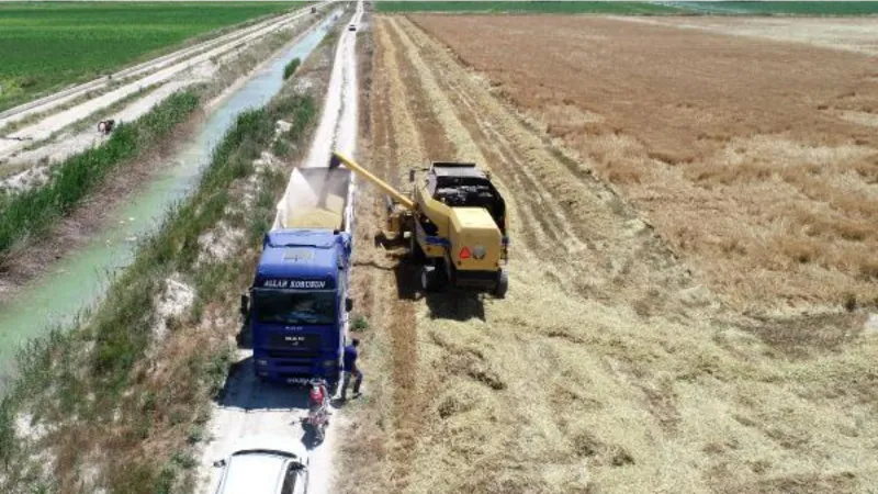 Konya Ovası'nın yeni sezon gözdesi buğday