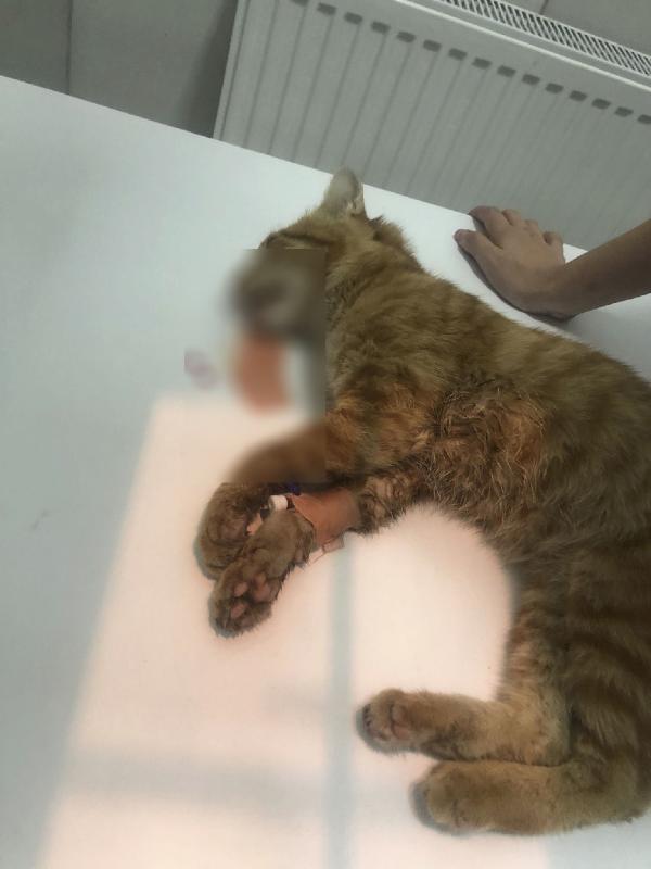 Çamaşır suyu ile kedi ölümüne inceleme