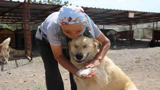 500’ü aşkın köpeğe barınakta bakan ’İnci anne’ hayırseverlerden yardım istiyor