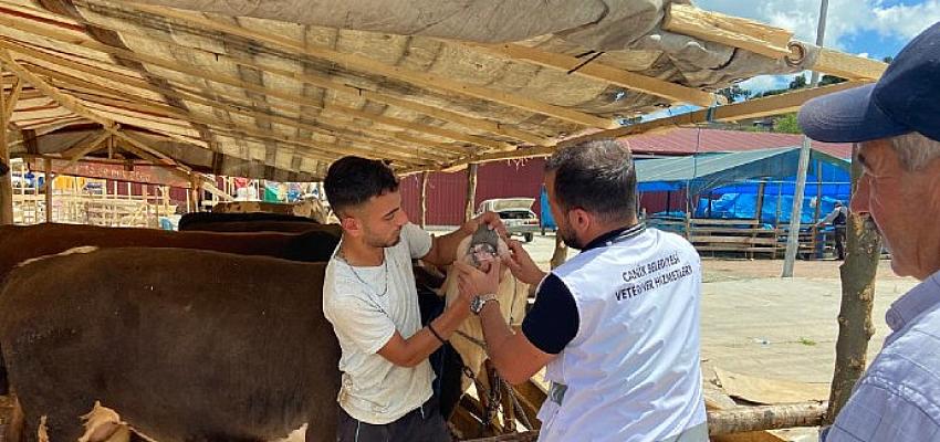 Canik’te hizmet veren canlı hayvan pazarında denetimler aralıksız sürüyor