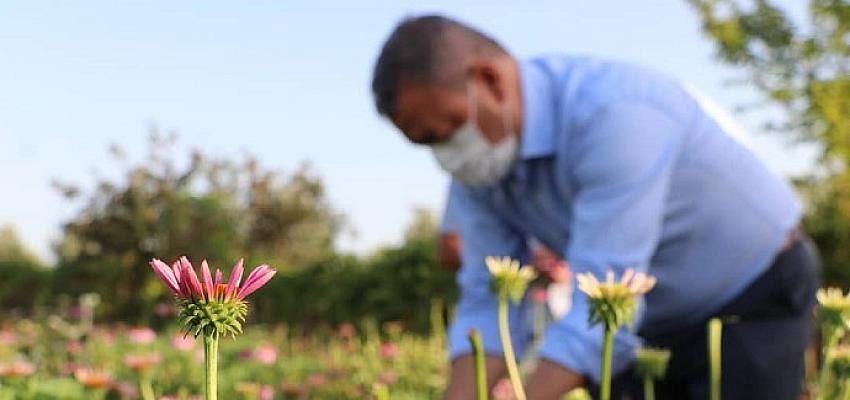 Seferihisar Düzce’de “Ekinezya’nın Başarı Hikayesi”