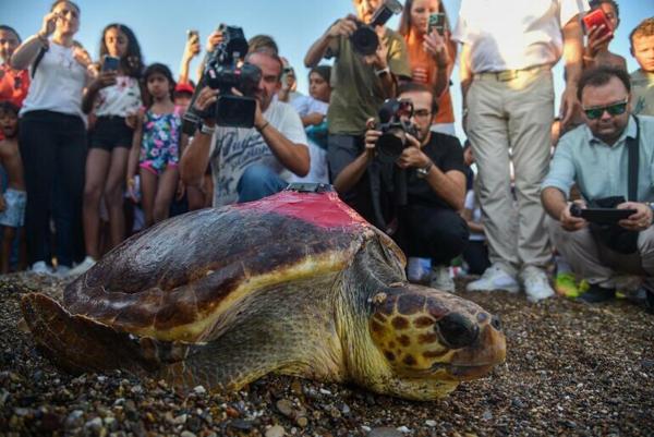 Deniz kaplumbağası Lara, 1 ayda 485 kilometre yol katetti