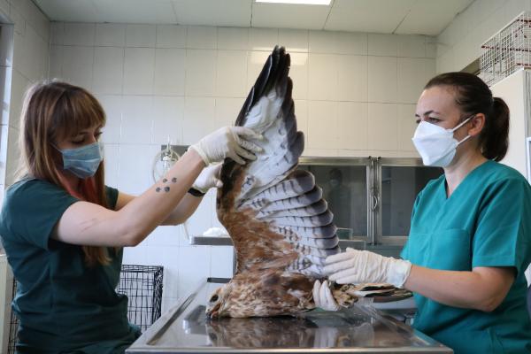 Yaban hayvanlarının yaşama tutunduğu klinik