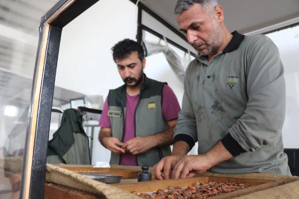 TMO, Ordu'da fındık alımına başladı