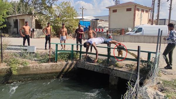 Sahibinin boğulduğunu zanneden köpek suya atladı; o anlar kamerada