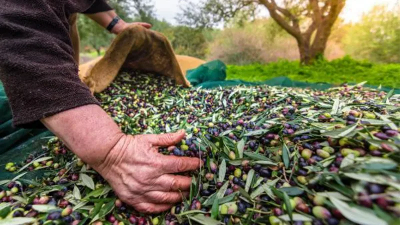 Zeytin üretiminde rekor artış