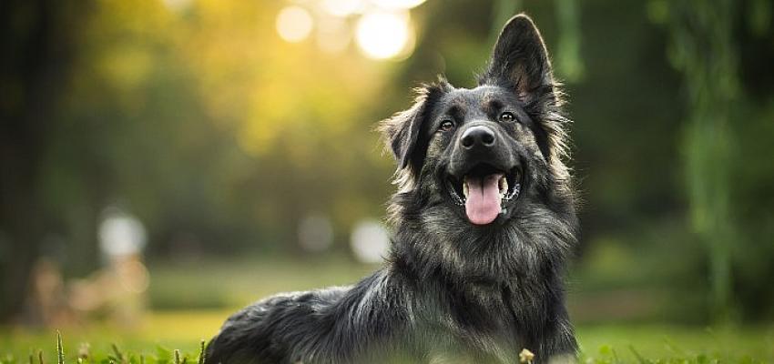 Hepsiburada’dan Dünya Köpek Günü’nde HAÇİKO’ya Anlamlı Destek