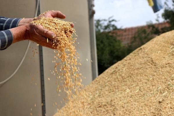 Bakanlık desteğiyle çeltik üretimi, 1 milyon tona çıktı