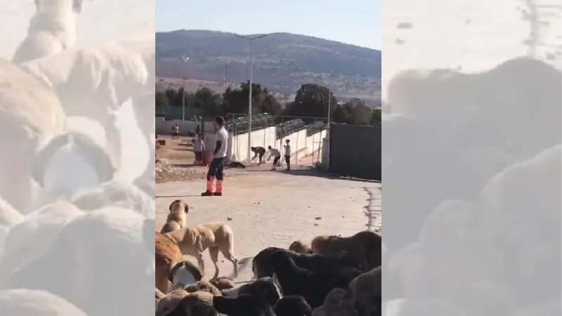 Köpeğin kürekle öldürülmesinde 2 sanığın tahliyesine başsavcılıktan itiraz