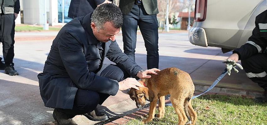 ''Hayvanları sadece yasalarla değil vicdanlarımızla koruyabiliriz''