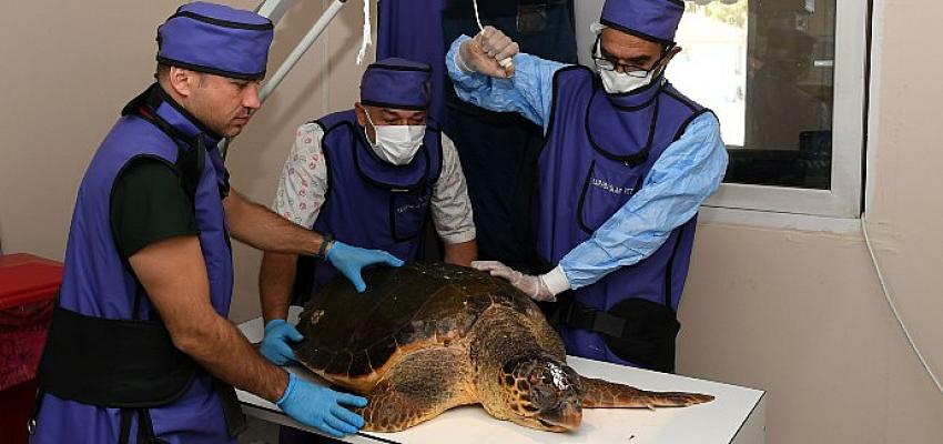 Yaralı Caretta Caretta koruma altında