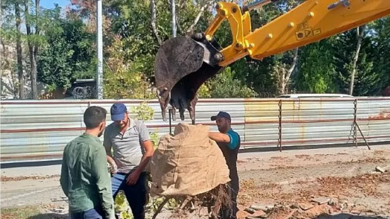 Kocaeli Büyükşehir'den örnek ağaç hassasiyeti