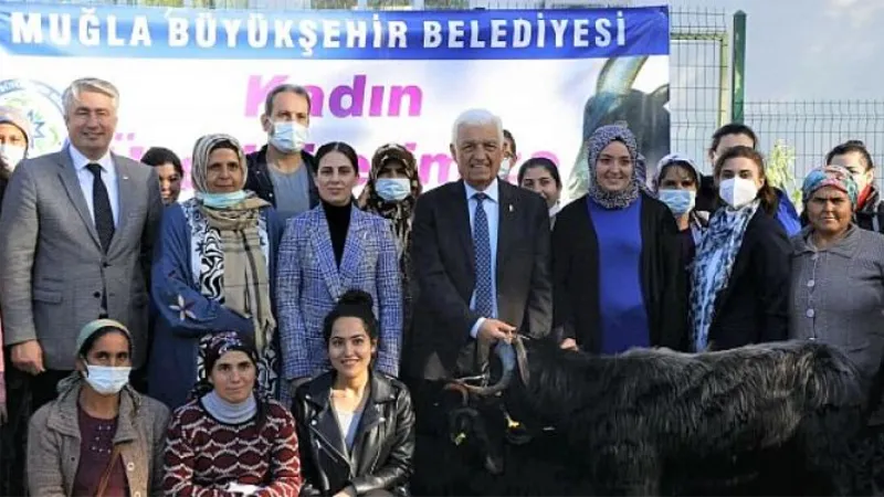 Muğla Büyükşehir Belediyesi Yatağan’da Kıl Keçisi Dağıtıyor