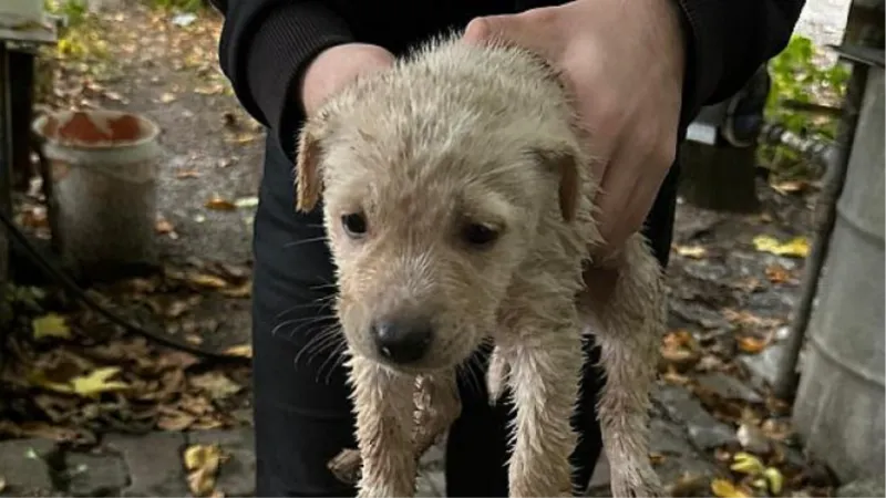 Dereye düşen yavru köpeği Büyükşehir İtfaiyesi kurtardı