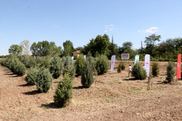 Edirne Valisi Kırbıyık, şehit Ömer Halisdemir anısına fidan dikti