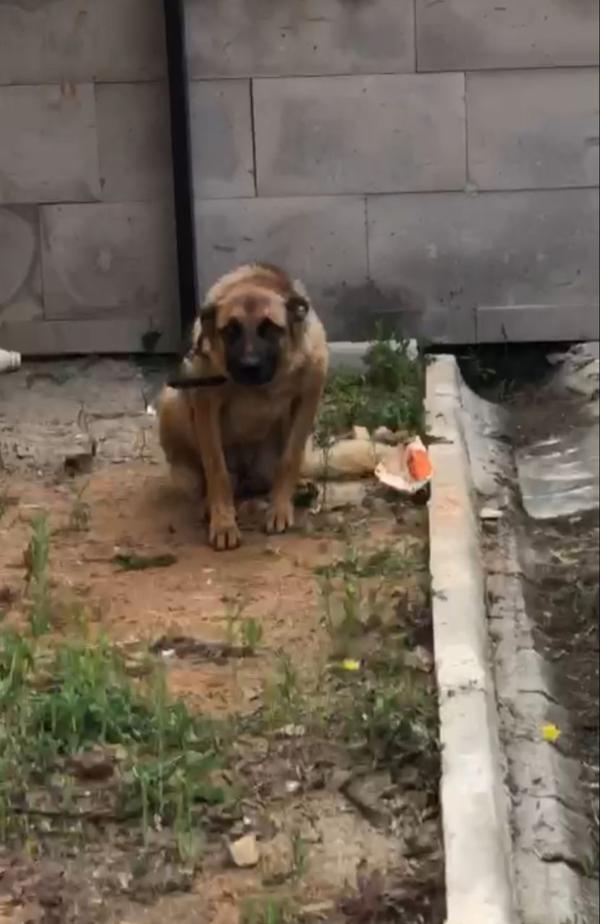 Arbedede bekçiyi ısıran köpeğe 2 gün gözaltı