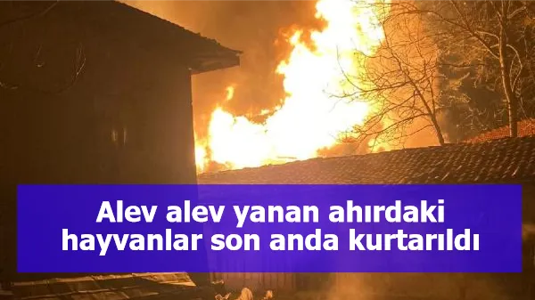 Alev alev yanan ahırdaki hayvanlar son anda kurtarıldı