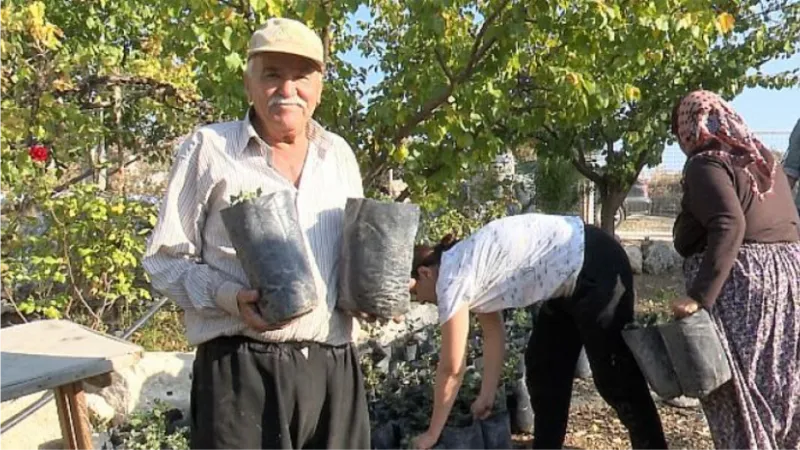 Antalya Büyükşehir'den çiftçiye keçiboynuzu desteği