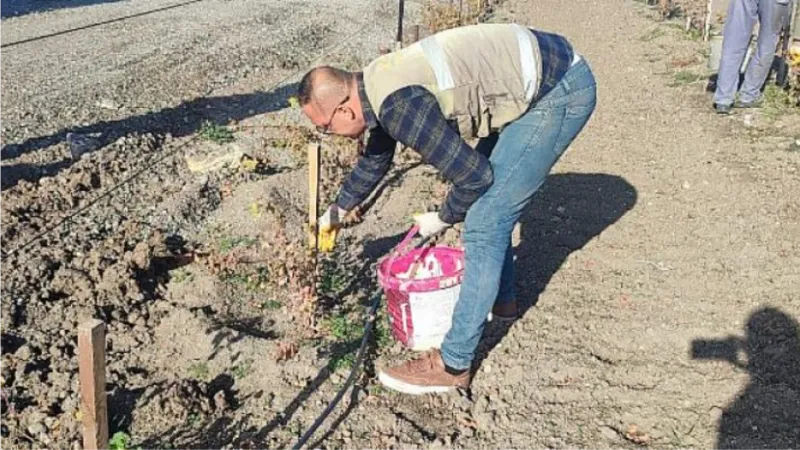 Üzüm Bağında Kış Hazırlığı