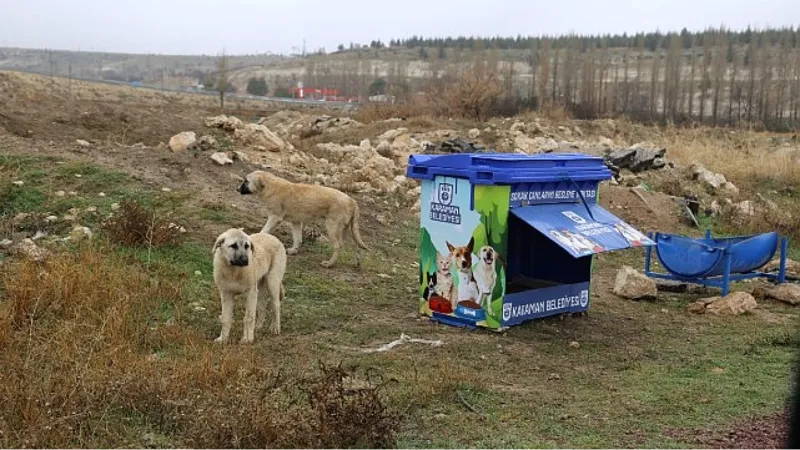 Sokak Canları İçin Daha Modern Beslenme Noktaları Yapılıyor